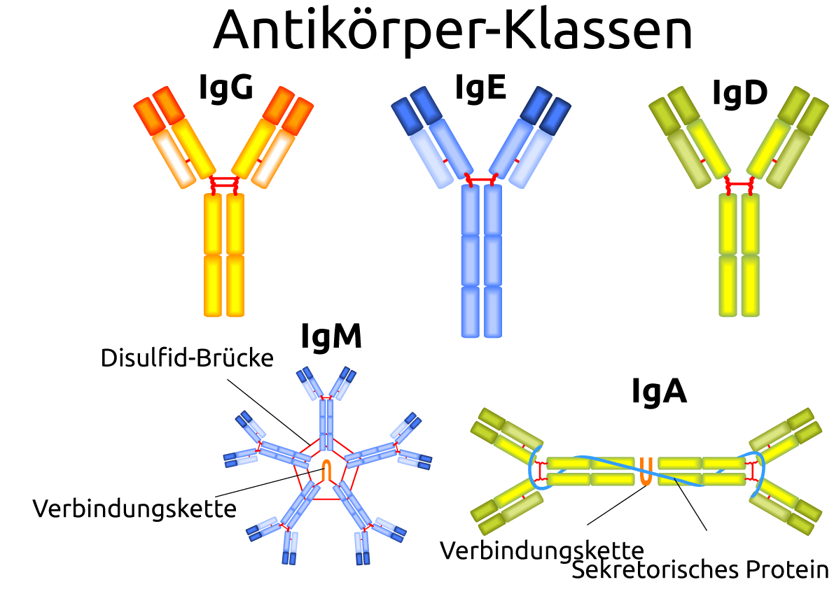 Aufgabe Ueben Backend Studymed.at