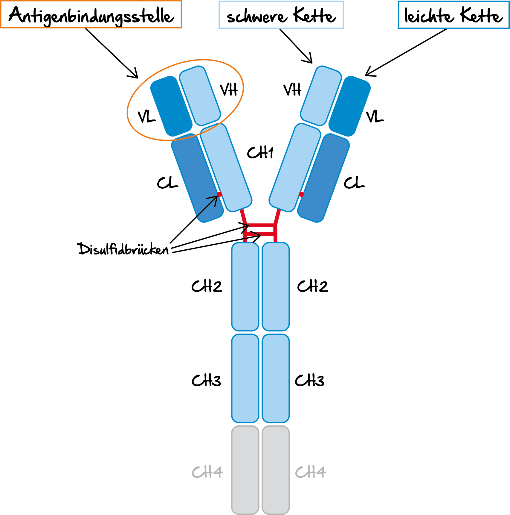 Aufbau eines Antikörpers