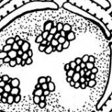 Keine Beschreibung für dieses Bild gefunden.